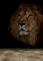 lion
