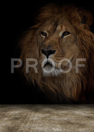 lion